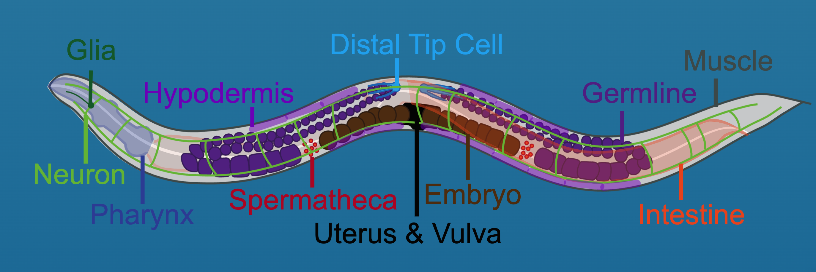 Atlas of Worm Aging
